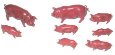 Schweine-2+6.jpg